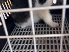 -贝康宠物医院·犬猫全科·小动物特色诊疗中心(东环路店)