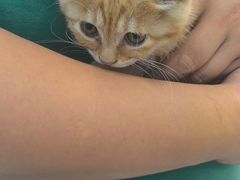 -瑞派·关忠动物医院·猫专科·犬专科(三环新城店)