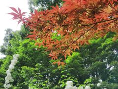 -上海滨江森林公园