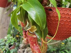 -中国科学院西双版纳热带植物园