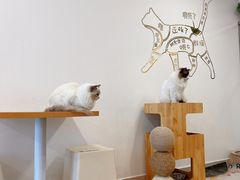 -有喵·猫咖·狗咖·30几只猫10只小狗(岗厦店)