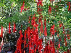 -广州白江湖森林公园