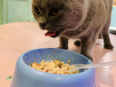 -猫小院猫主题餐厅(三里屯店)