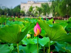 -西海子公园