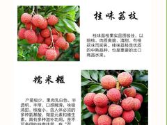 -从化深英荔枝黄皮龙眼采摘园