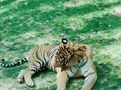 -北京野生动物园