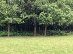 -昆山城市生态森林公园