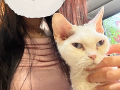 -豆逗聊愈猫阁Easy Life