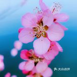 《北京最美的桃花仙境～颐和园西堤》