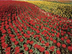 -廊坊文化艺术中心