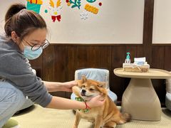-逗柴咖啡屋·狗咖猫咖宠物桌游