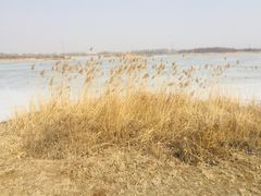 -蒲河岛湿地公园