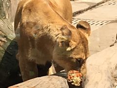 -重庆动物园·东二门售票处