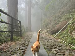 -东天目山风景区