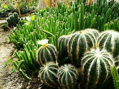 -北京植物园-展览温室