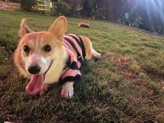 -瑞派康怡24h宠物医院·犬猫医疗中心·微创绝育(瑞景分院)