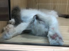 -屋虎猫馆(宝安大仟里店)