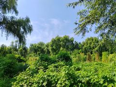 -丁香湖公园
