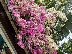 -深圳国际园林花卉博览园