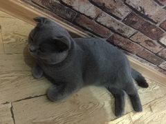 -喵园·猫主题咖啡厅·撸猫·猫咖(国贸店)