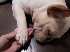 -more than meow吴止猫主题餐厅(承德 中船汇店)