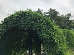 -东莞植物园