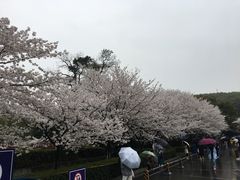 -武汉大学-樱园
