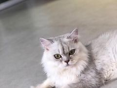 -Heymao猫咖.咖啡厅(东门店)