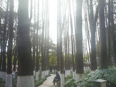 -瀛洲公园