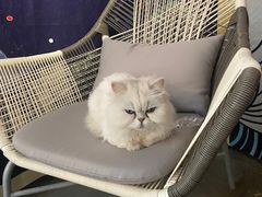 -喵屿·大理花园猫咖