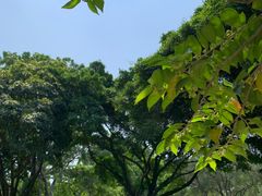 -东莞植物园