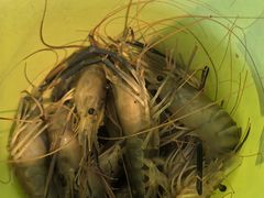 -小象钓虾·营地烧烤(洛溪店)