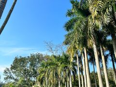 -深圳仙湖植物园