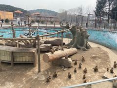 -沈阳森林动物园