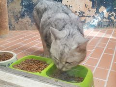 -猫咪博物馆(顶澳仔猫街店)