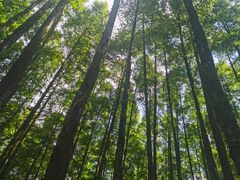 -山王坪喀斯特国家生态公园