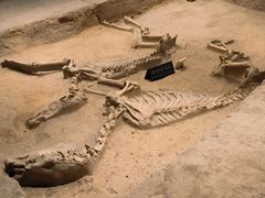 -洛阳周王城天子驾六博物馆