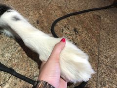 -more than meow吴止猫主题餐厅(承德 中船汇店)