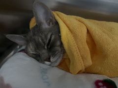 -创凡宠物医院·骨专科  猫科中心(西乡分院)