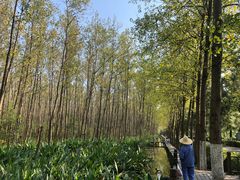 -合肥滨湖国家森林公园