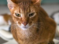 -飞行喵MR PILOT|猫舍·猫咖(静安大融城店)