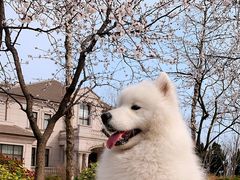 -青岛银沙滩