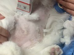-顺强宠物诊所·狂犬免疫·夜诊·骨科(嘉定店)