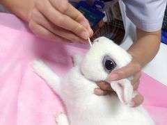 -北京观赏动物医院·24小时大型综合·猫专科·异宠专科