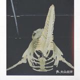 皇家bc博物馆：新的虎鲸展