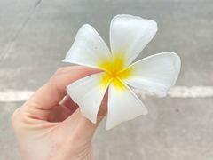 -西双版纳原始森林公园