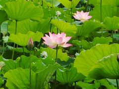 -荔湾湖公园