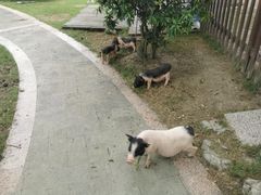 -洪湖家庭农场·团建·露营·会议