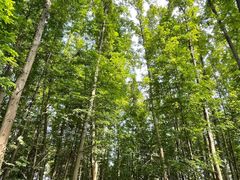 -桤木河湿地公园