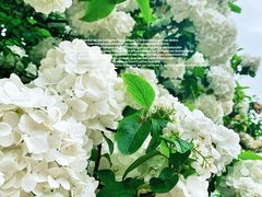 -上海滨江森林公园